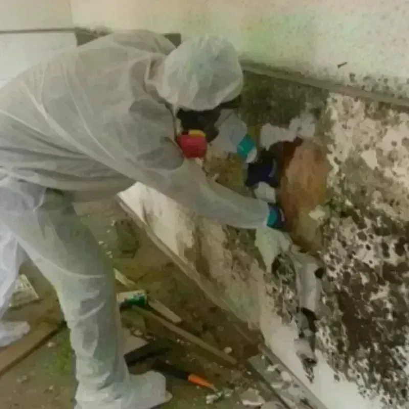 Mold Remediation and Removal in Richmond Heights, OH